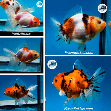 Premium Oranda Mystery Box (3-3.5 inches) Imported from Thailand