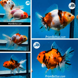 Premium Oranda Mystery Box (3-3.5 inches) Imported from Thailand