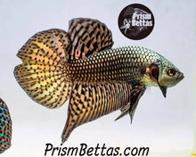 Load image into Gallery viewer, Wildtype Betta Alien Copper