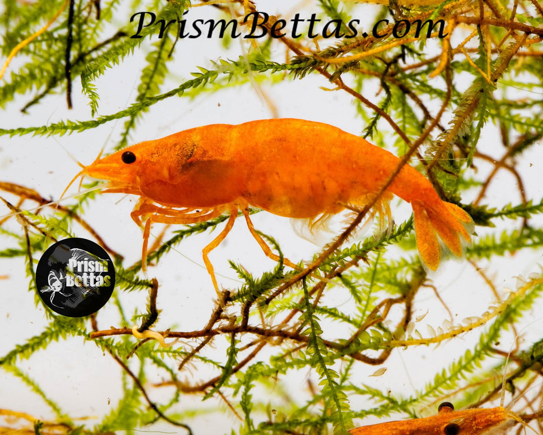 Sunkist Neocardina Shrimp 5 pack A Grade