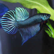 Load image into Gallery viewer, Wildtype Betta Smaragdina Green