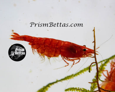 Red Fire Neocardina Shrimp 5 pack