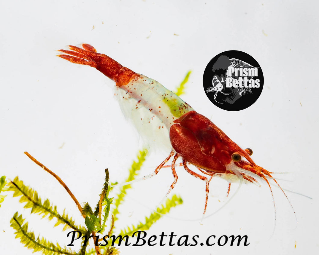 Red Rili Neocardina Shrimp 5 pack A Grade