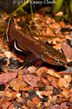 Load image into Gallery viewer, Betta Albimarginata Pair ***Pre-order***