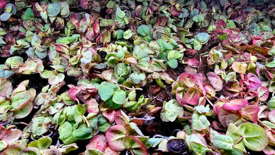 Red-root Floaters