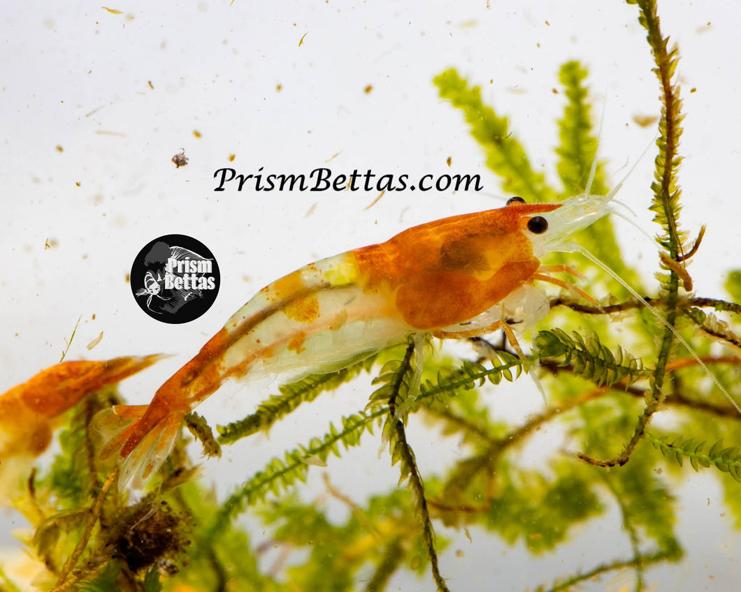Sunkist Rili Neocardina Shrimp 5 pack A Grade