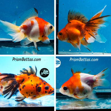 Fantail Mystery Box (3.5-4.25 inches) Imported from Israel