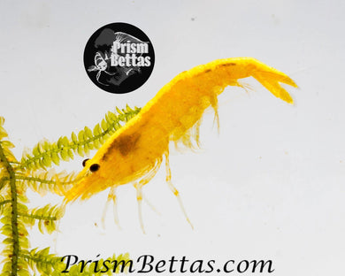 Golden Back Yellow Neocardina Shrimp 5 pack