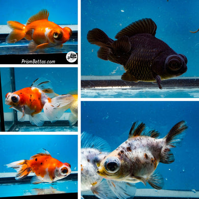 Telescope Butterfly Goldfish Mystery Box (3-3.75 inches) Imported from Israel