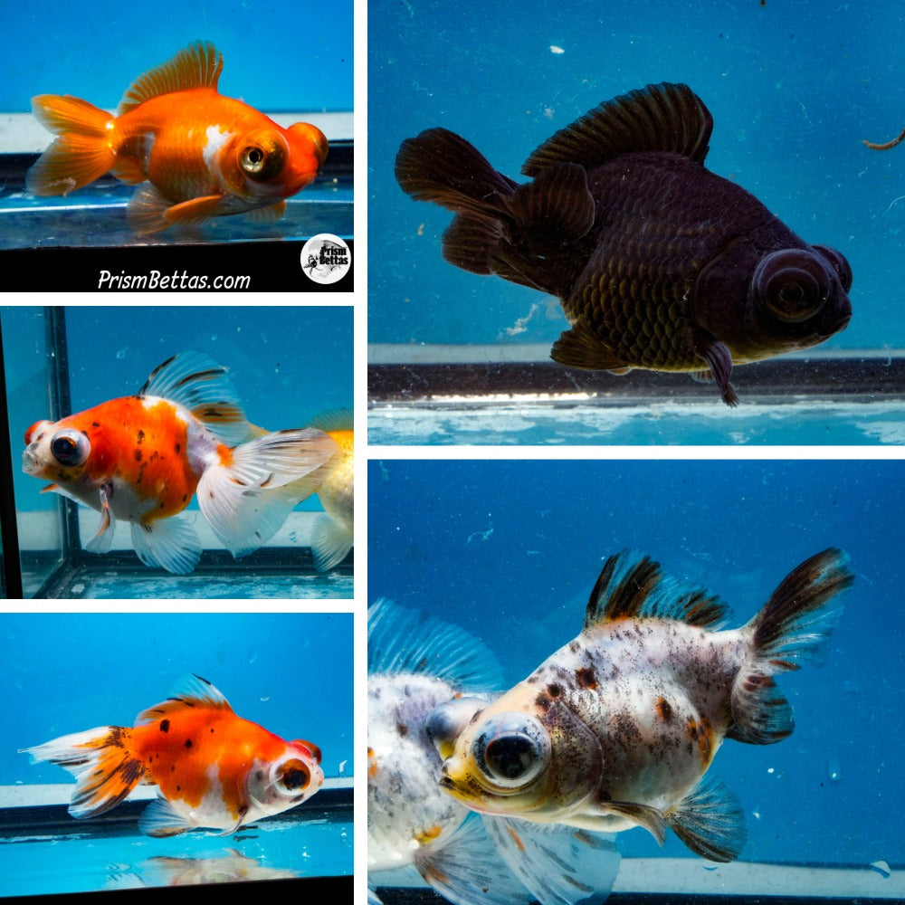 Telescope Butterfly Goldfish Mystery Box (3-3.75 inches) Imported from Israel