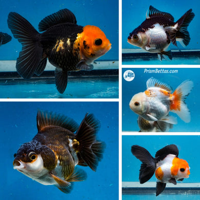 Monster Oranda Mystery Box (3-3.5 inches) Imported from Thailand