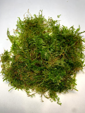 Java Moss