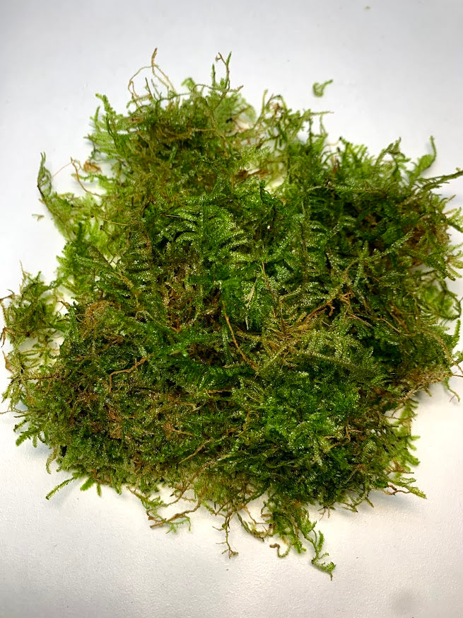 Java Moss