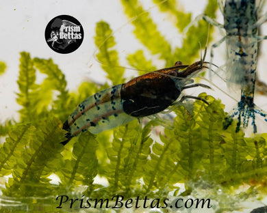 Black Rili Neocardina Shrimp 5 pack A Grade