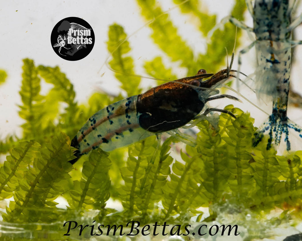 Black Rili Neocardina Shrimp 5 pack A Grade