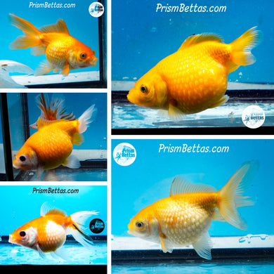 Pearlscale Goldfish Mystery Box (3-3.75 inches) Imported from Israel