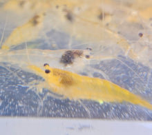 Load image into Gallery viewer, Yellow Neocardina Shrimp 5 pack