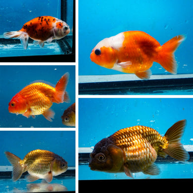 Ranchu Mystery Box (3-3.75 inches) Imported from Israel