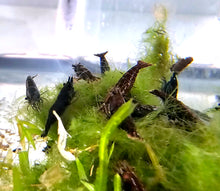 Load image into Gallery viewer, Black Rose Neocardina Shrimp 5 pack