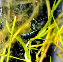 Load image into Gallery viewer, Green Hulk Neocardina Shrimp 5 pack A Grade