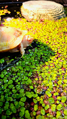 Giant Duckweed