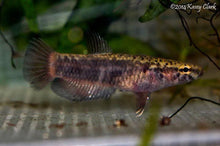 Load image into Gallery viewer, Betta Albimarginata Pair ***Pre-order***
