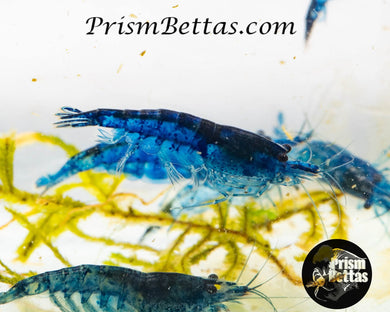 Blue Diamond Neocardina Shrimp 5 pack