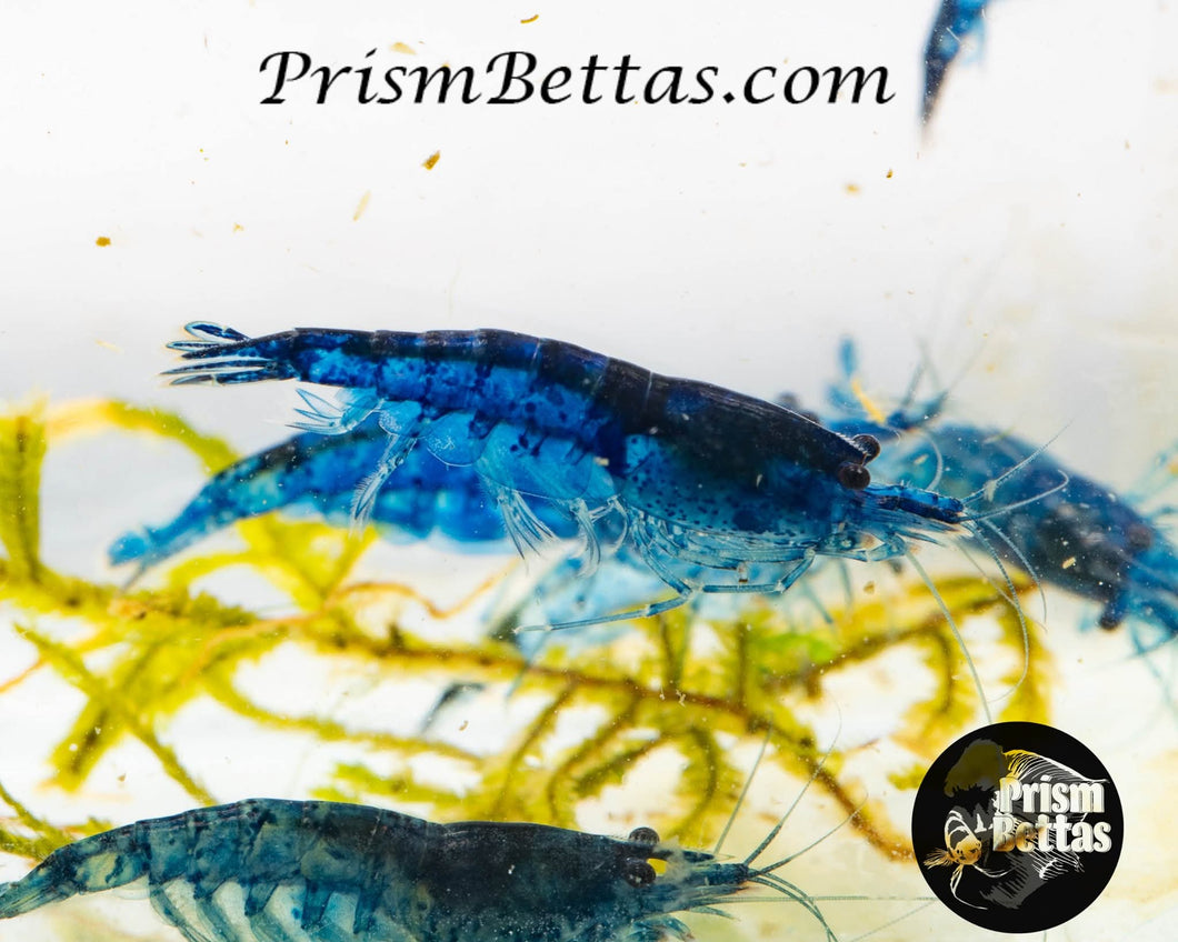 Blue Diamond Neocardina Shrimp 5 pack