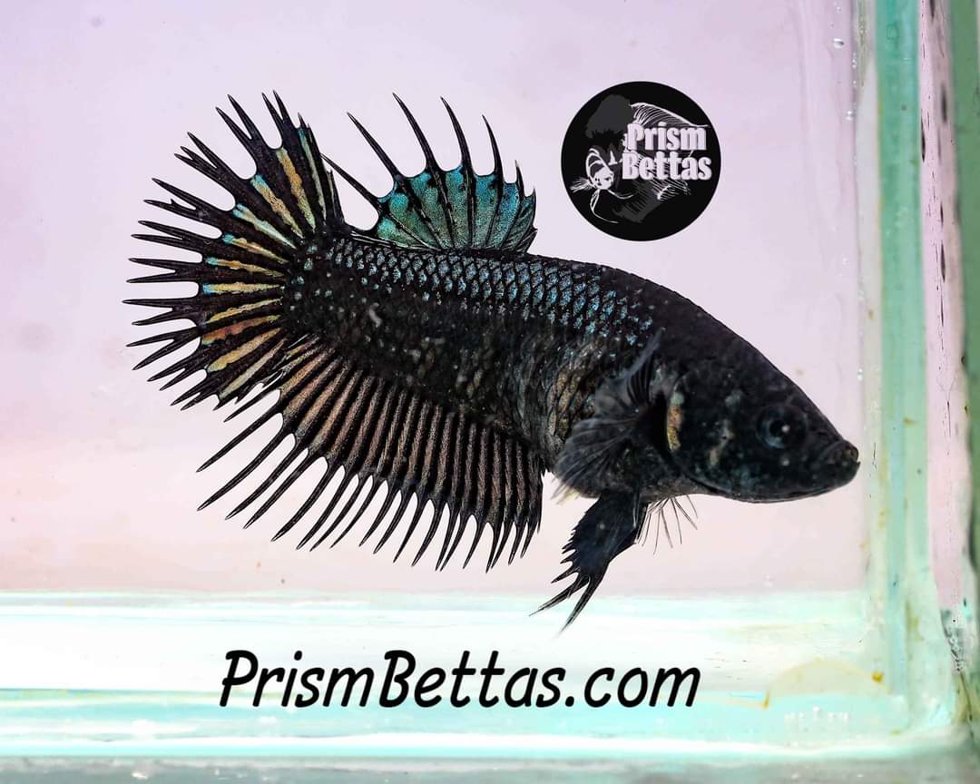 betta fish jewelry box Mystery Box Single Female & Sorority! – Prism Bettas