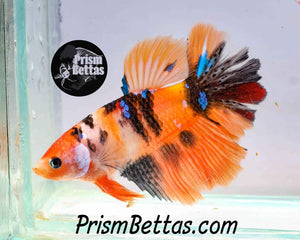 Mystery Box Single Female & Sorority! – Prism Bettas