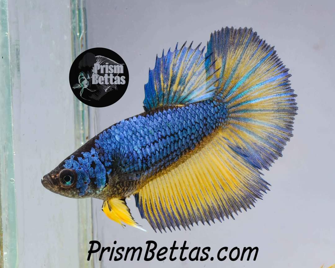 betta fish surprise box Mystery Box Single Female & Sorority! – Prism Bettas
